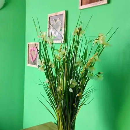 Amadeus 5 , Green Studio Слънчев бряг